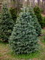 Concolor Fir