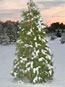 Eastern White Pine