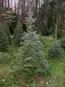 Fraser Fir