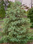 White Spruce