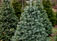 Concolor Fir