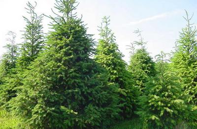 delaware christmas tree growers association evergreen farms delaware christmas tree growers association evergreen farms