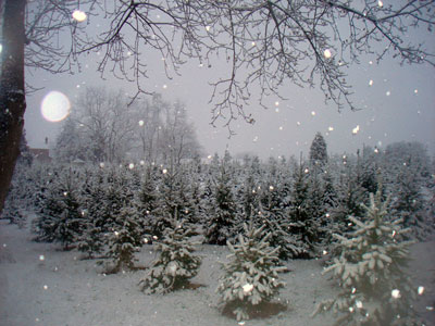 delaware christmas tree growers association mccarthy delaware christmas tree growers association mccarthy