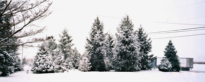 Poynters Christmas Trees