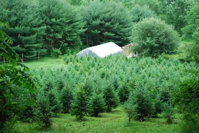 delaware christmas tree growers association snuff mill farm delaware christmas tree growers association snuff mill farm