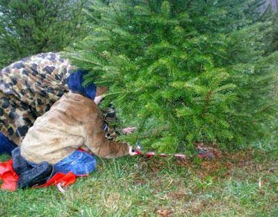 delaware christmas tree growers association snuff mill farm christmas tree shop delaware
