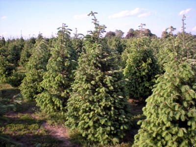 acres of firs